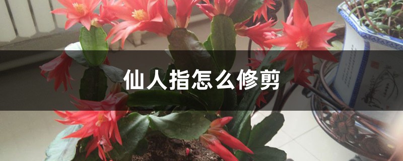仙人指怎么修剪，怎么扦插