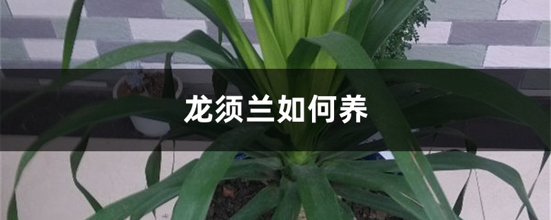 龙须兰如何养