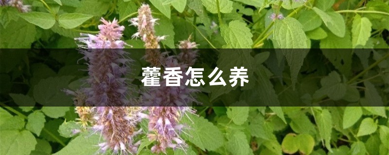 藿香怎么养