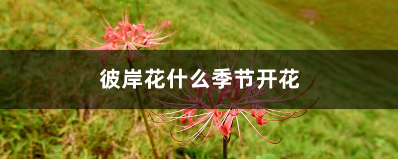 彼岸花什么季节开花，彼岸花几年才开花