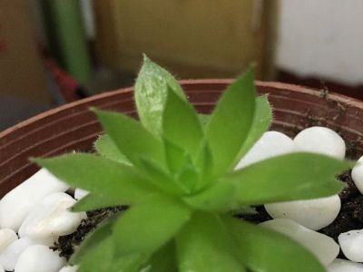 蓝石莲摄影图