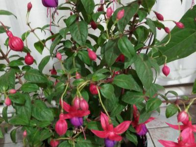 倒挂金钟摄影图