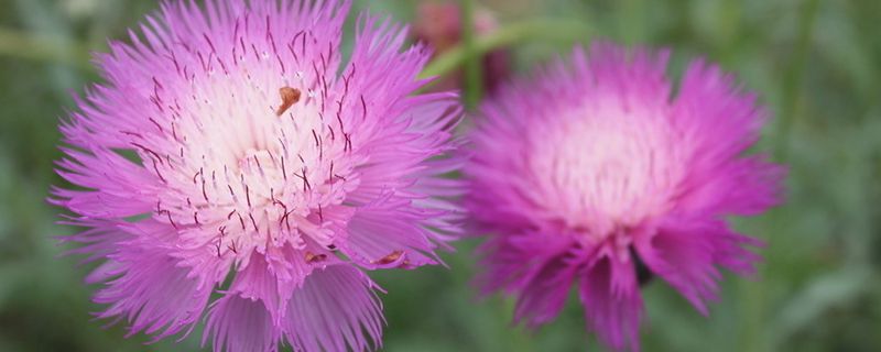 矢车菊有哪些品种