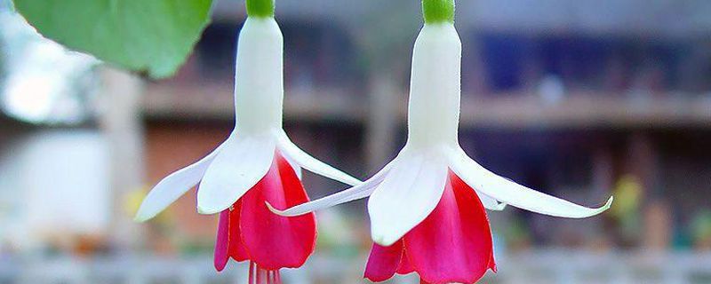 倒挂金钟有哪些品种