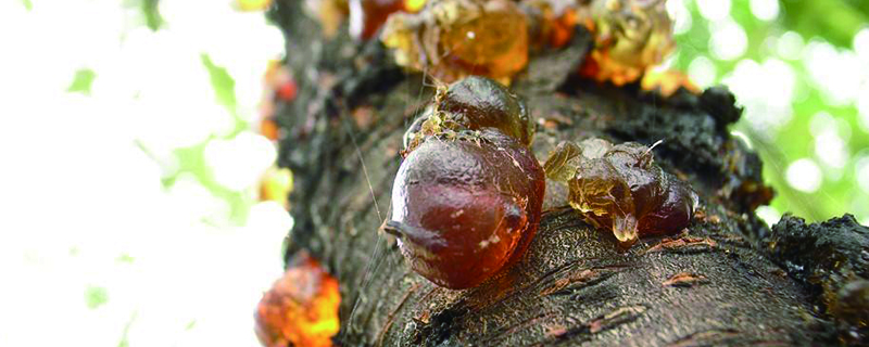 自采的桃树胶能直接吃吗