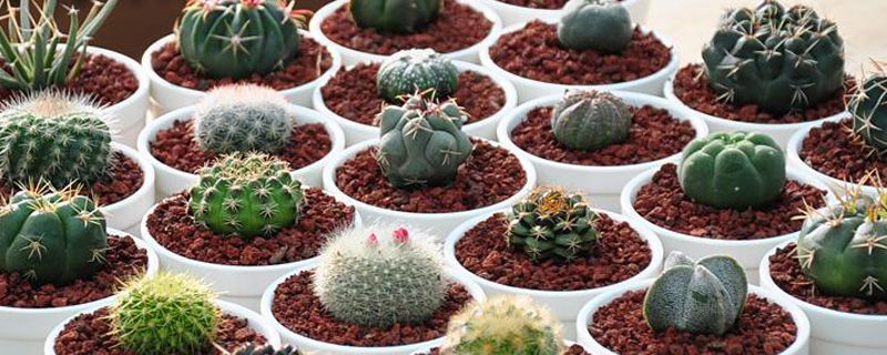 仙人球用什么自制肥料