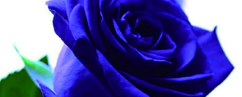 紫玫瑰几天浇一次水