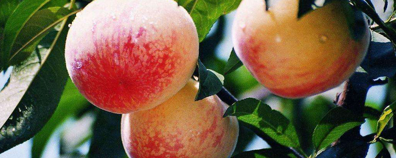 阳山水蜜桃几天浇一次水