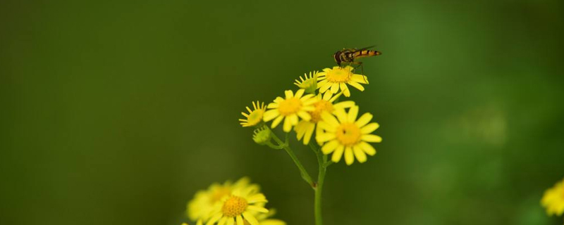 野菊几天浇一次水
