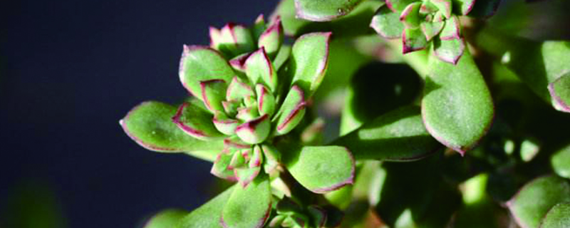 酥皮鸭多肉怎么养殖