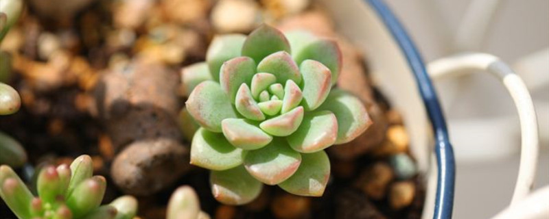 肉肉的栽培方法