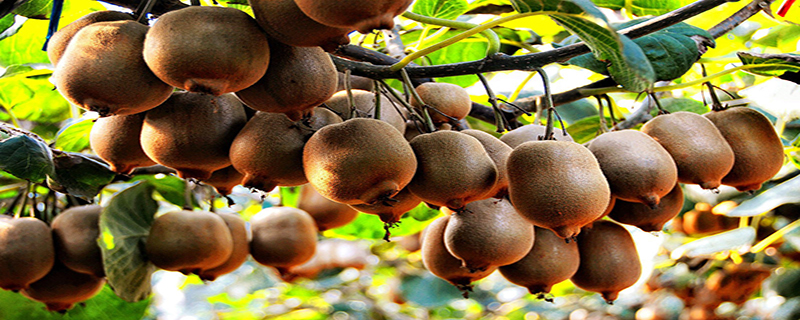 猕猴桃什么时候采摘