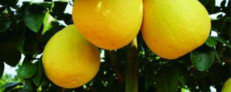 容县沙田柚上市时间