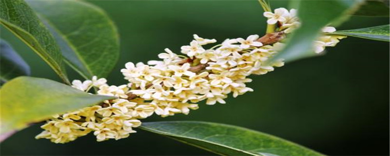 银桂是什么颜色