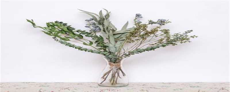 尤加利果要水养吗