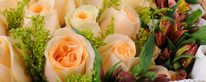 香槟玫瑰花语是什么意思