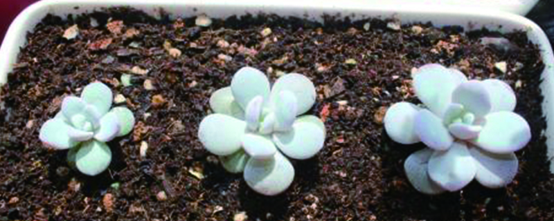 多肉植物用土还是沙子