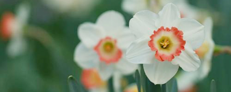 洋水仙第二年能开花吗