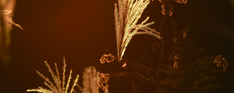 荻花的象征意义