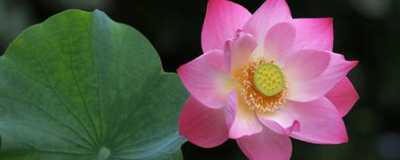 莲花是荷花吗