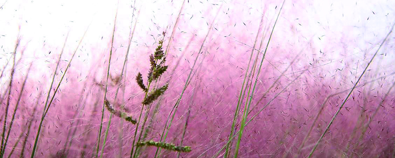 粉黛乱子草有什么用