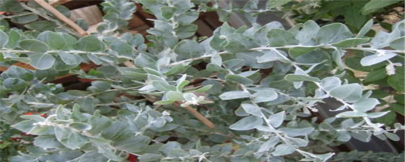 银叶桉是尤加利吗