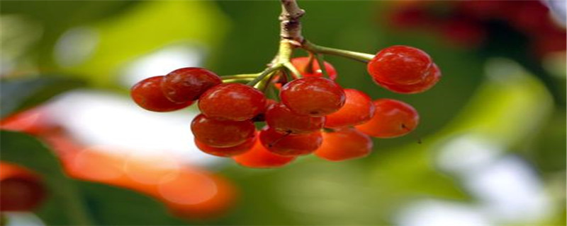 樱桃在什么季节成熟