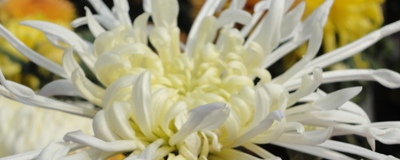 屋里能放菊花吗