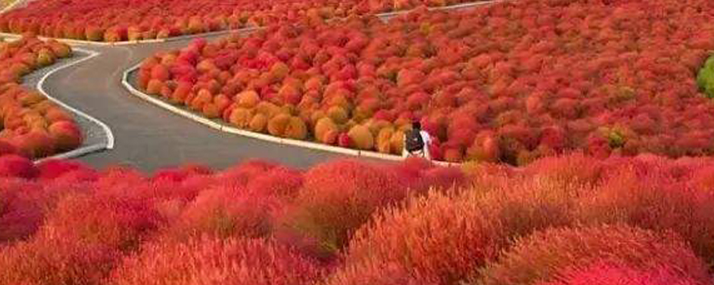 红叶地肤能红多长时间