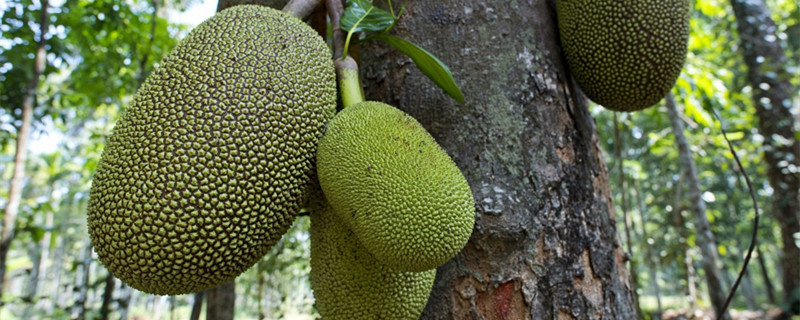 海南特色水果