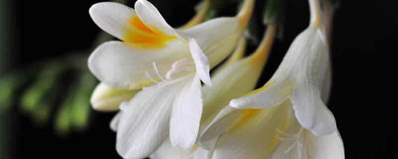 小苍兰什么季节种