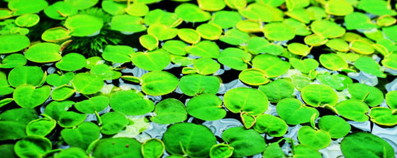 浮萍的花是什么样子