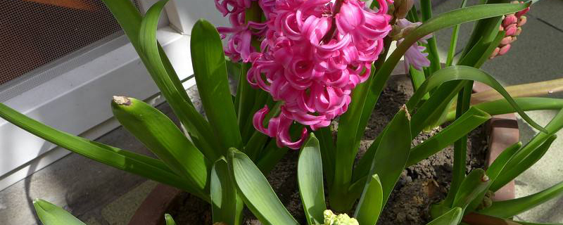 土培风信子种球的种植方法