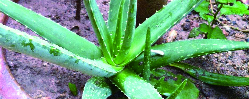 什么盆栽植物好养