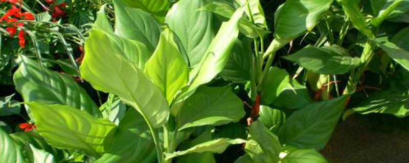 家养万年青有什么作用