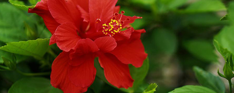 扶桑花用什么水扦插好