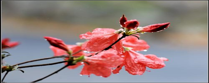 映山红摘心是什么意思