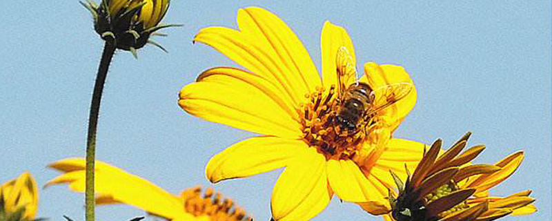 跟生姜很像的植物