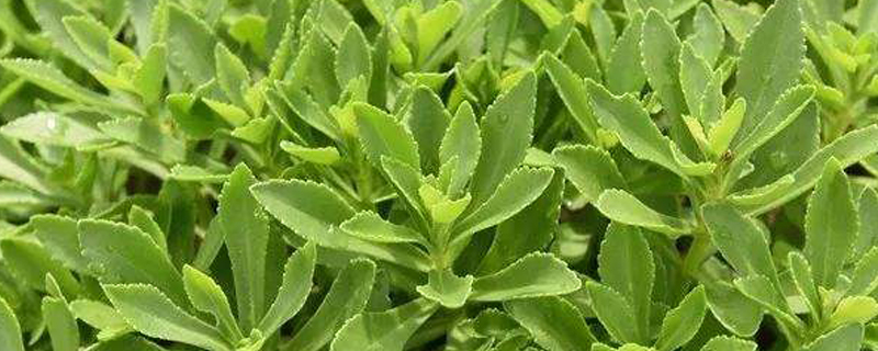 高钙菜是什么菜