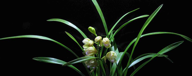 冬天能移植兰花吗