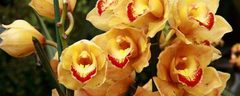 大叶蕙兰怎么养