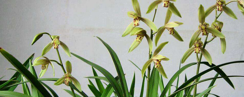 兰花浇淘米水方法