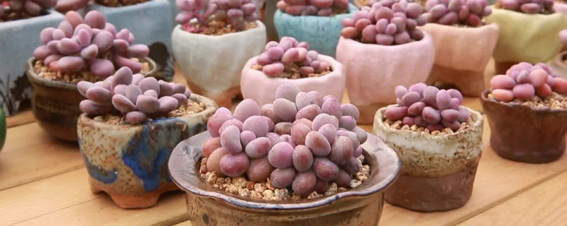 桃蛋叶子软了怎么办