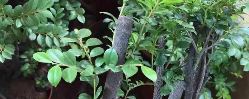 黑骨茶叶子忌喷水吗