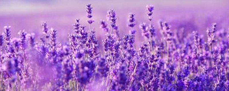 薰衣草枕头会长虫吗