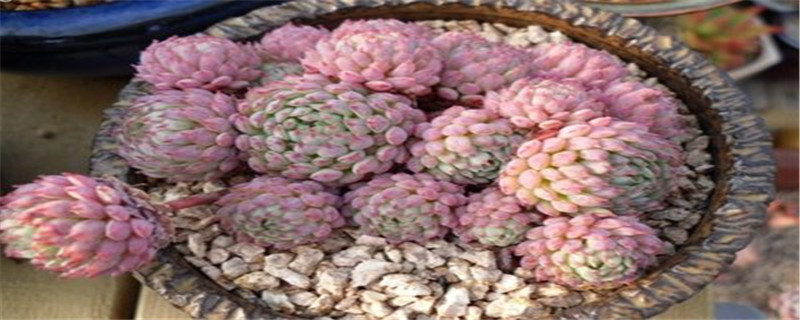 多肉小红衣为什么贵