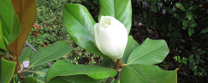 广玉兰属于落叶植物吗