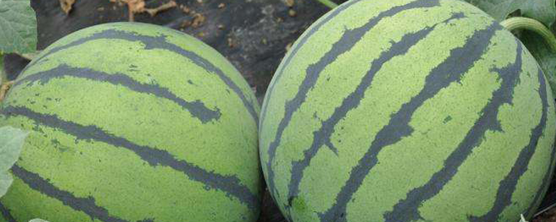 20亩地大棚种西瓜收入