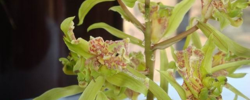 蕙兰奇蝶花叶部特征