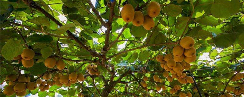 猕猴桃春季嫁接时间